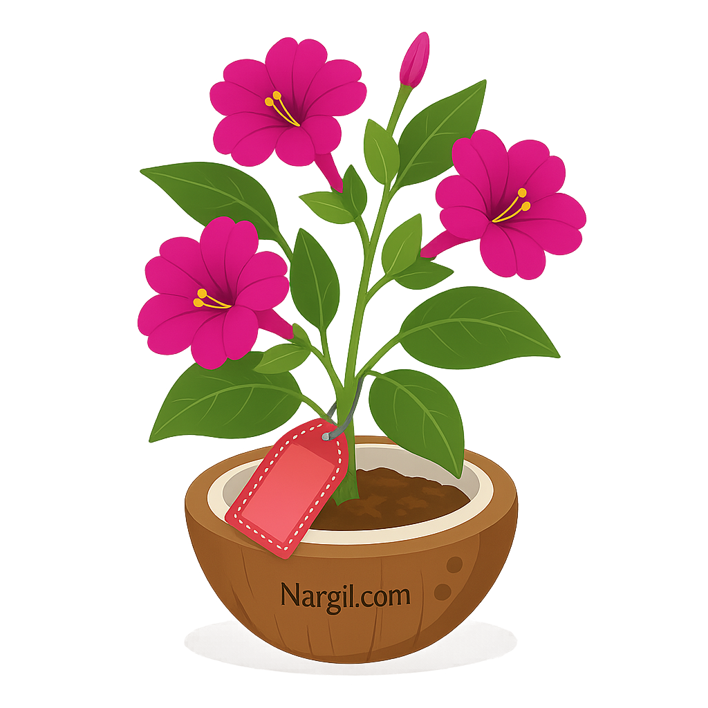  Nargil - Four O'Clock